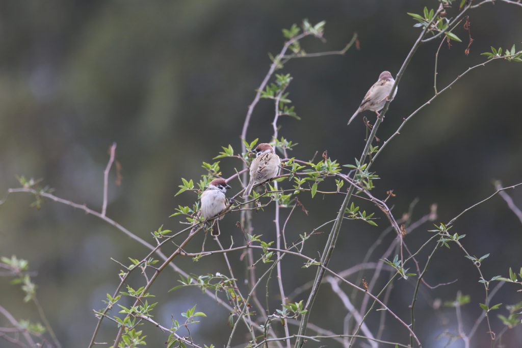 野鳥観察とのなれそめ